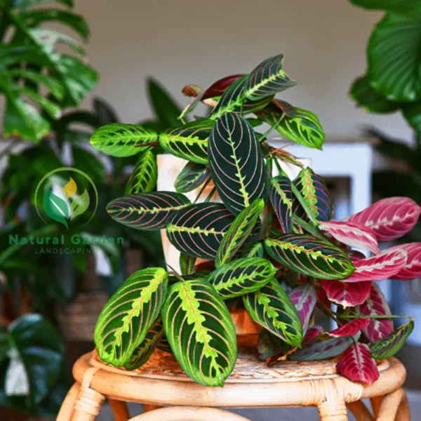 Prayer Plant - Image 4