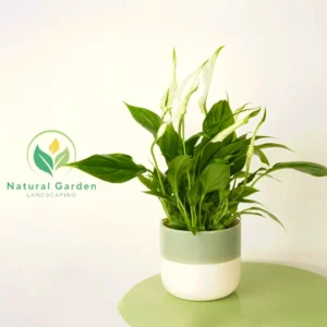 Peace Lily