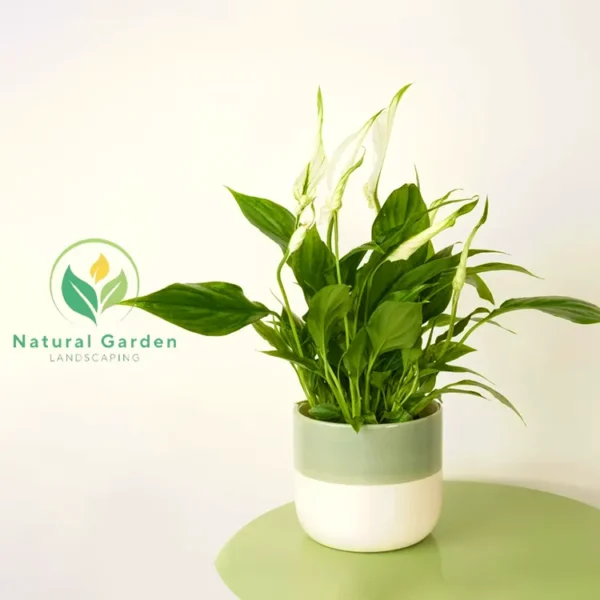Peace Lily