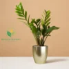 ZZ Plant - Image 4