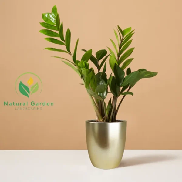 ZZ Plant - Image 4
