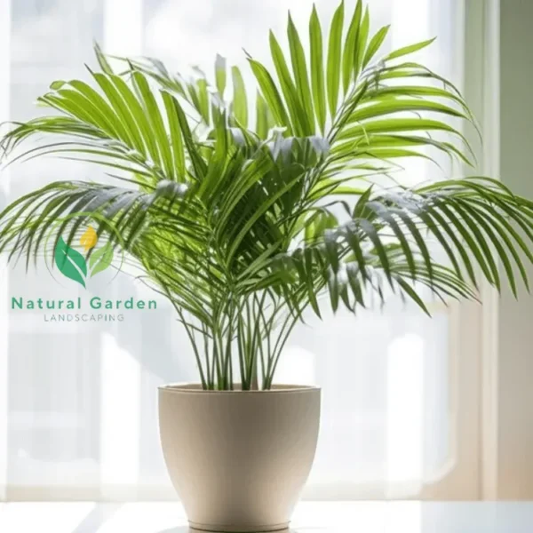 Kentina palm - Image 2