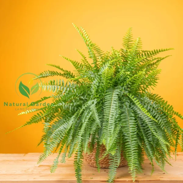 Boston Fern - Image 4