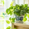 Pothos - Image 3