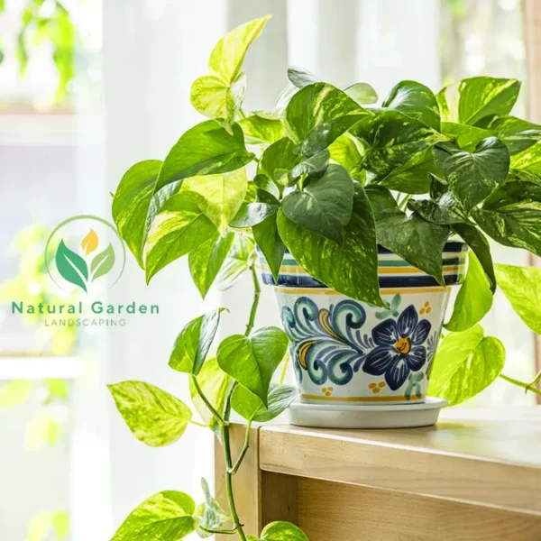 Pothos - Image 3
