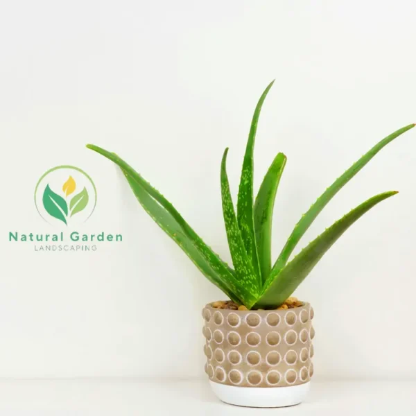 Aloe Vera 20cm - Image 2