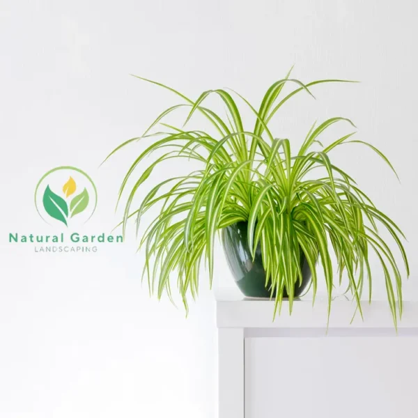 Spider Plant 25 - 45cm - Image 2