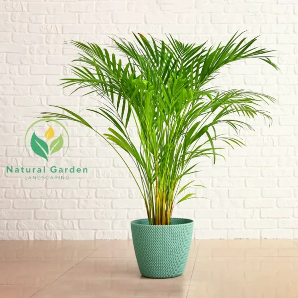 Areca Palm 1.20 Meter