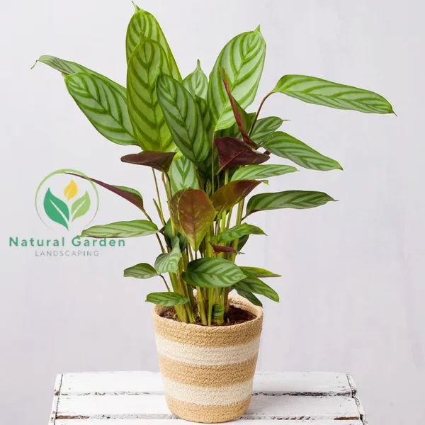 Calathea