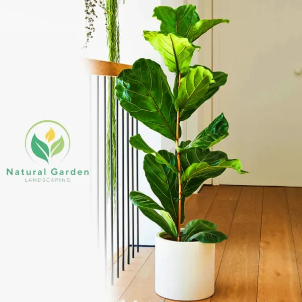 Piddle Leaf Fig 1 Meter - Image 4