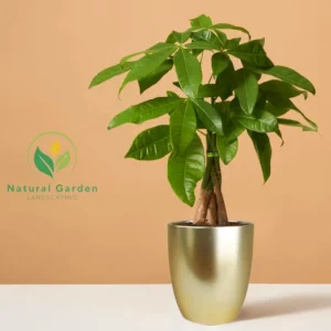 Money Plant