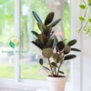 Rubber Plant - Image 2