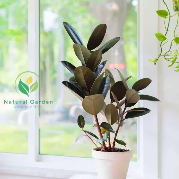 Rubber Plant - Image 2