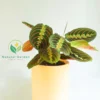 Prayer Plant