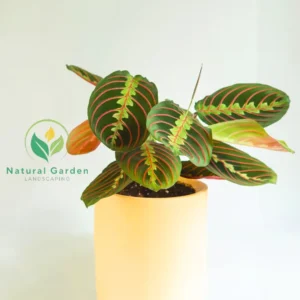 Prayer Plant