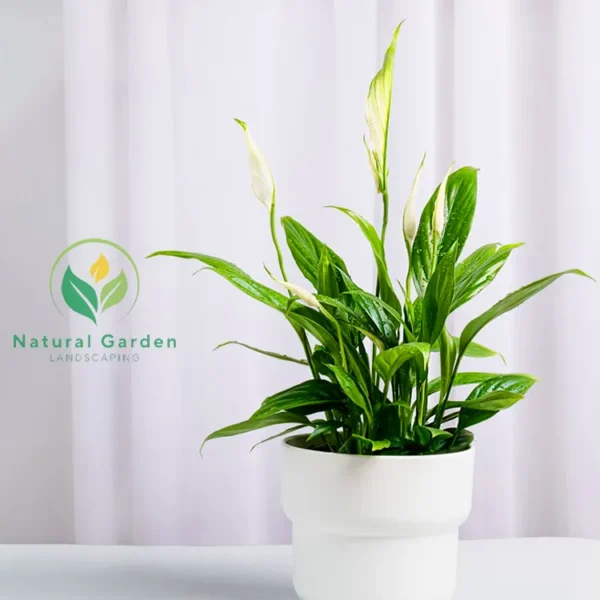 Peace Lily - Image 3