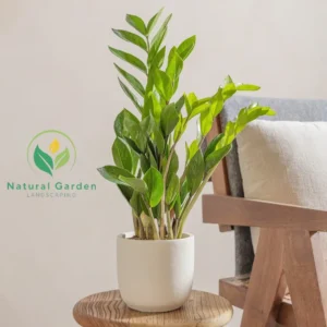 ZZ Plant