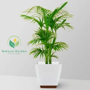 Kentina palm