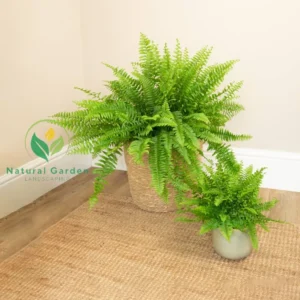 Boston Fern