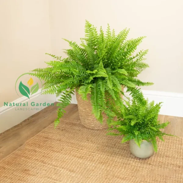 Boston Fern