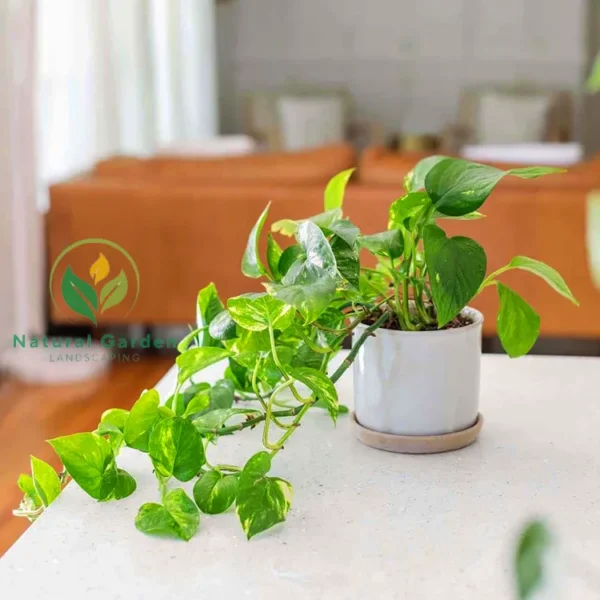 Pothos - Image 2