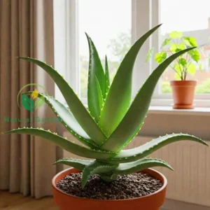 Aloe Vera 20cm