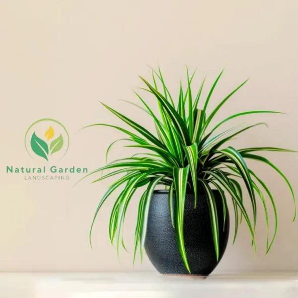 Spider Plant 25 - 45cm - Image 4