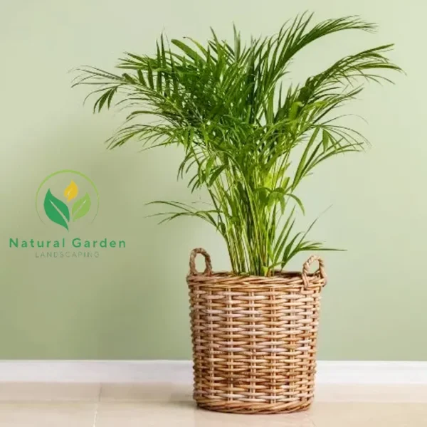 Areca Palm 1.20 Meter - Image 4