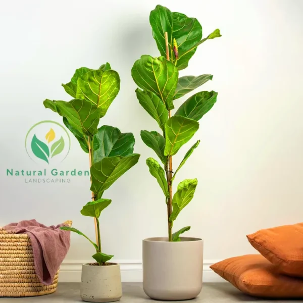Piddle Leaf Fig 1 Meter - Image 3