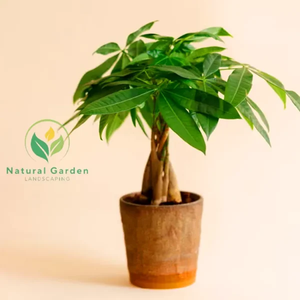 Money Plant - Image 3