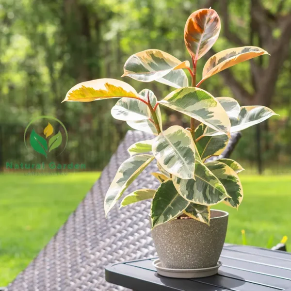 Rubber Plant - Image 4