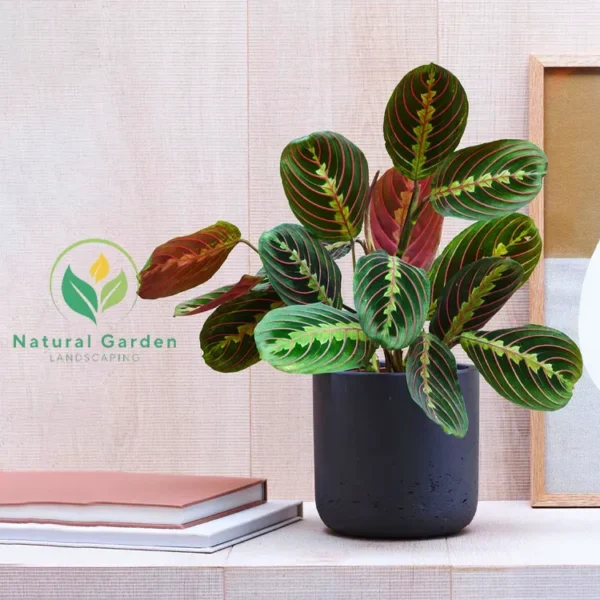 Prayer Plant - Image 2