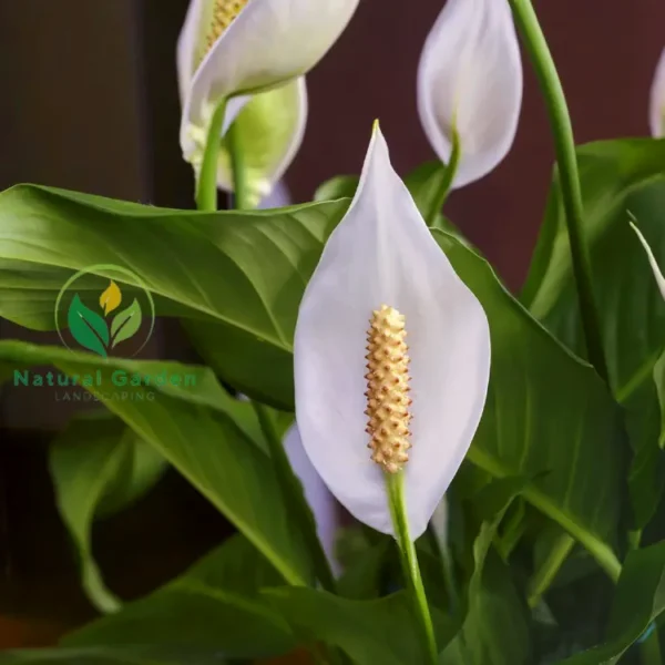 Peace Lily - Image 2