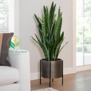 Snake Plant