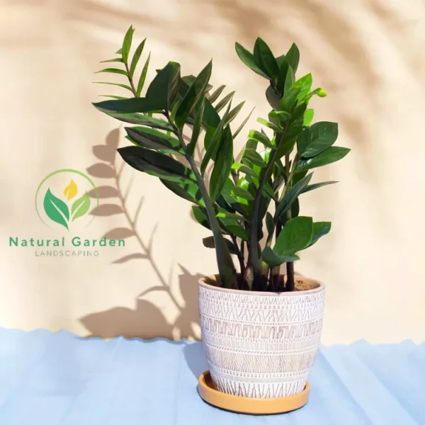 ZZ Plant - Image 2