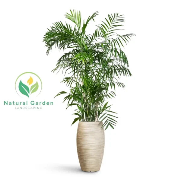 Kentina palm - Image 3