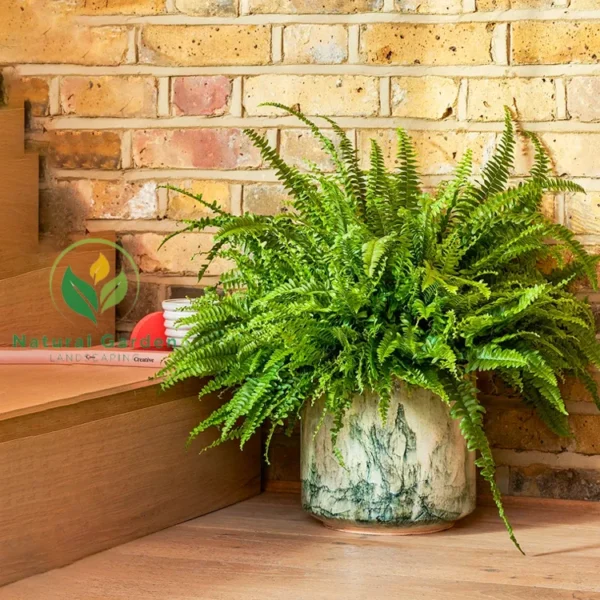Boston Fern - Image 2