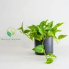 Pothos