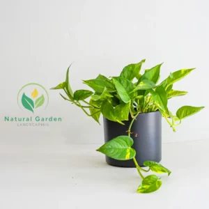 Pothos