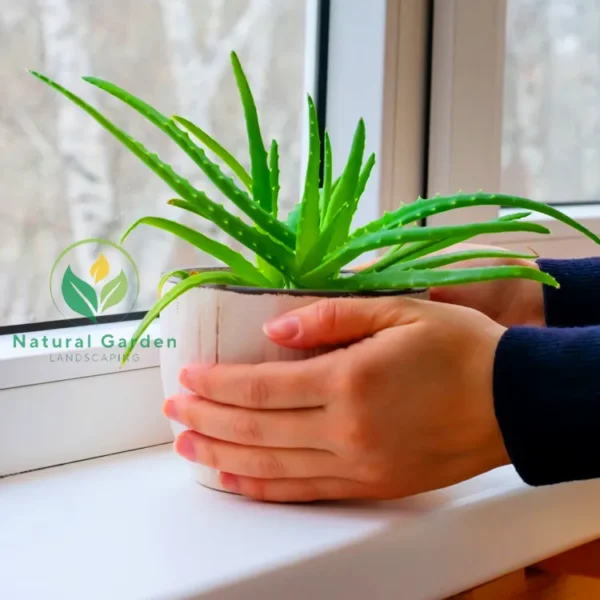 Aloe Vera 20cm - Image 3
