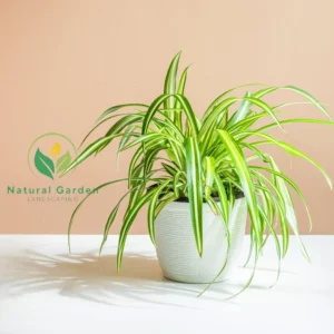 Spider Plant 25 - 45cm