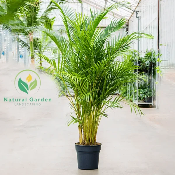 Areca Palm 1.20 Meter - Image 2
