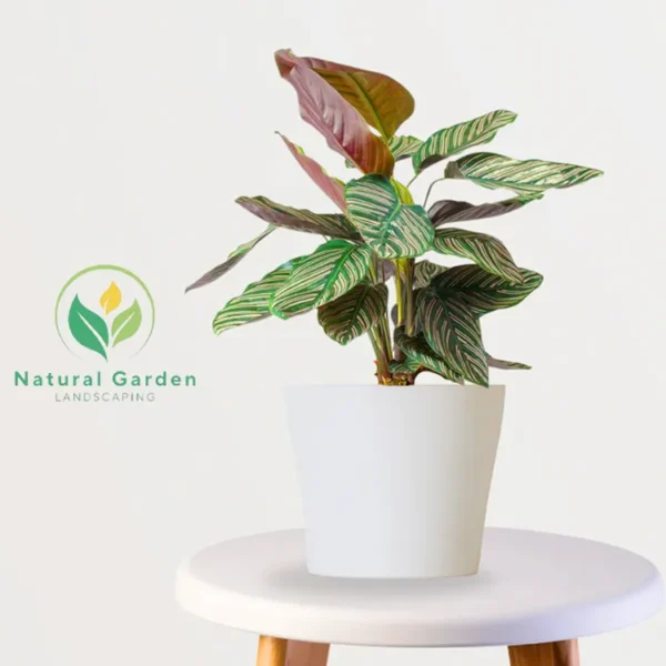 Calathea - Image 2