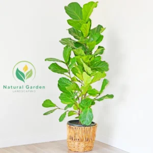 Piddle Leaf Fig 1 Meter