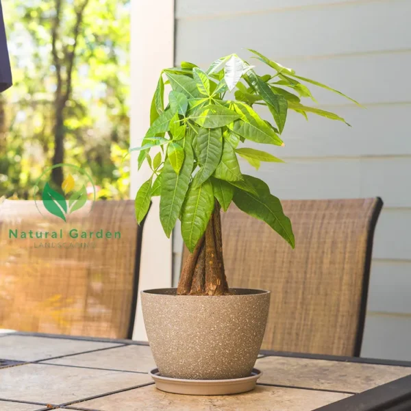 Money Plant - Image 4