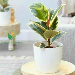 Rubber Plant