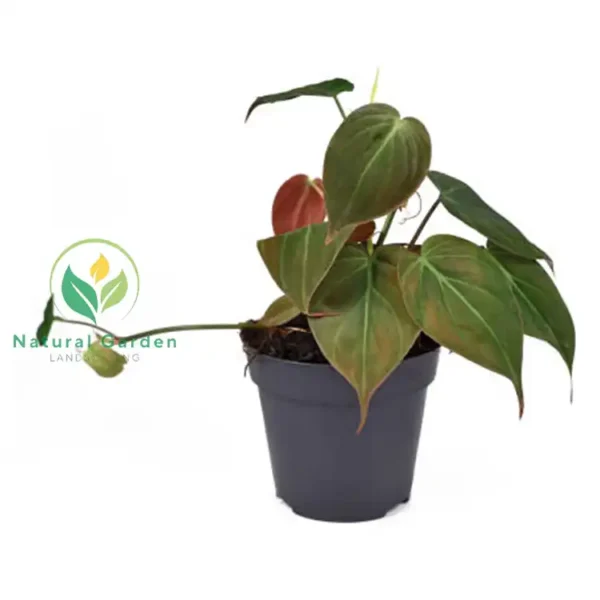 heartleaf philodendron 3