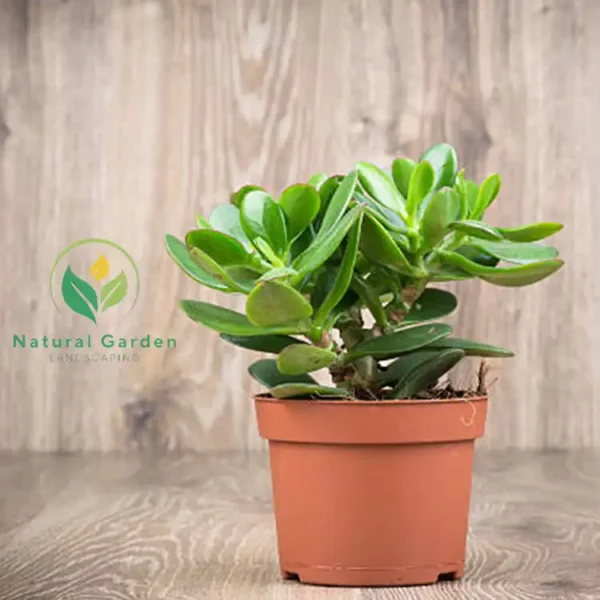 jade plant 3