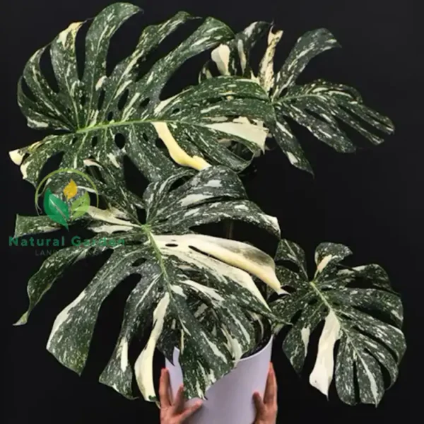 Monstera Borsigiana 3