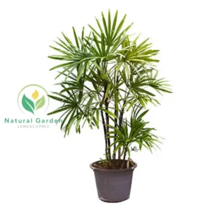 Rhapis Excelsa